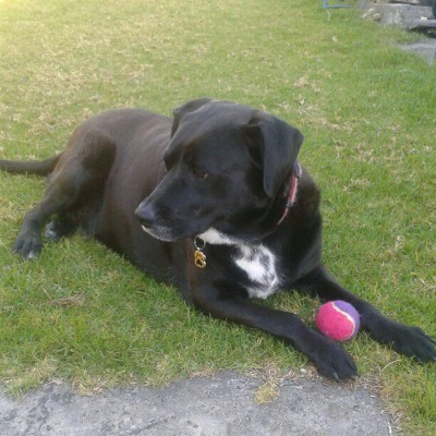 Labrador Kelpie Cross